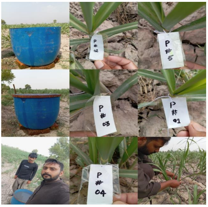 Boosting Sugarcane Yield with Climate-Smart Irrigation.png